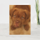 Recherche de dogue de bordeaux vœux cartes Français