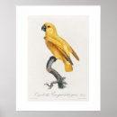Recherche de sénégal posters Perroquet