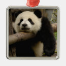 Recherche de panda de bébé ornements Chine