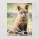Recherche de petit renard cartes postales Bois