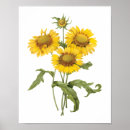 Recherche de fleur couvrante Botanique