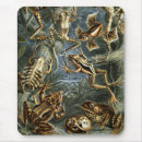 Recherche de crapauds tapis souris Amphibies