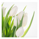 Recherche de tulipe blanche posters Fleurs