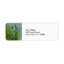 Recherche de cattails Nature