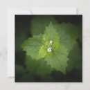 Recherche de espèces vœux cartes Botanique