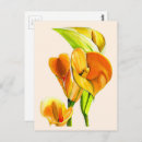 Recherche de callas cartes postales Jaune