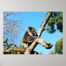 Recherche de ours de koala posters Pour tous