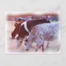 Recherche de béquilles cartes postales Vaches