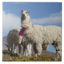 Recherche de argentin carreaux Animal