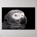 Recherche de perroquets de gris africain posters Pour tous