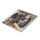 Recherche de chien berger carreaux Animaux domestiques