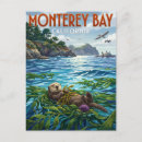 Recherche de loutres mer cartes postales Loutre de mer