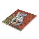 Recherche de koala carreaux Mignon