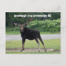 Recherche de orignaux taureau posters Nature