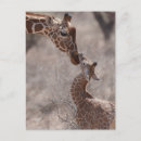 Recherche de girafe bébé cartes postales Afrique