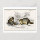 Recherche de raccoon cartes postales Vintage