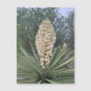 Recherche de floraison magnets Vert
