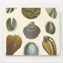 Recherche de palourdes tapis souris Coquillage