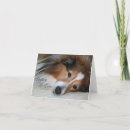 Recherche de sheltie vœux cartes Animal