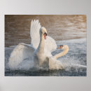 Recherche de éclaboussure posters Oiseaux
