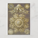 Recherche de haeckel cartes postales Biologie