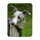 Recherche de whippets magnets Dog