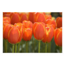 Recherche de keukenhof holland posters Gros plan