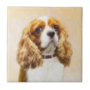 Recherche de cavalier carreaux Cavalier roi charles spaniel
