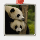 Recherche de panda de bébé ornements Ours