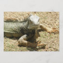 Recherche de lézard invitations Iguane