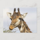 Recherche de tête de girafe cartes postales Nature
