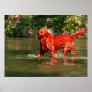 Recherche de golden retriever posters Extracteur