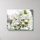 Recherche de hortensias toiles Blanc
