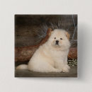 Recherche de chow chow badges Chiot à la vache