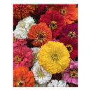 Recherche de chrysanthème posters Couleur