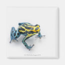 Recherche de photo de grenouille magnets Reptiles