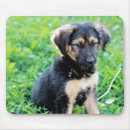 Recherche de chiot berger allemand tapis souris Animal