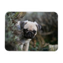 Recherche de chiot de carlin magnets Balais