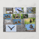 Recherche de aigles cartes postales Faune