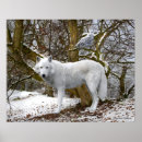 Recherche de hibou blanc posters Nature