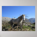 Recherche de cheval de montagne posters Animal
