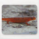 Recherche de tritons Nature