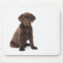 Recherche de chocolat labrador tapis souris Animal