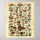 Recherche de champignon vintage art Éducatif