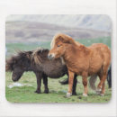 Recherche de poney shetland tapis souris Animal