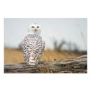 Recherche de hibou neigeux posters Faune