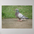 Recherche de pigeons posters Faune
