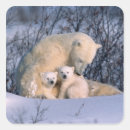 Recherche de habitat de faune Froid