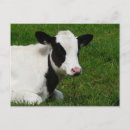 Recherche de holstein cartes postales Animal