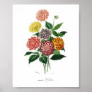 Recherche de fleur de dahlia posters Vintage